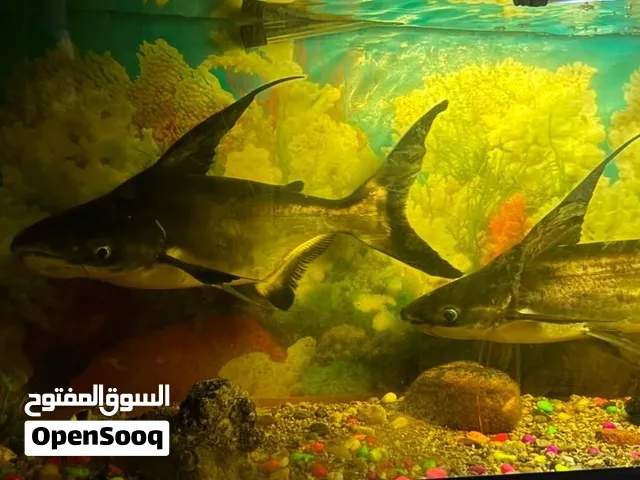 هايفن شارك وسمك باروت حجم جامبو