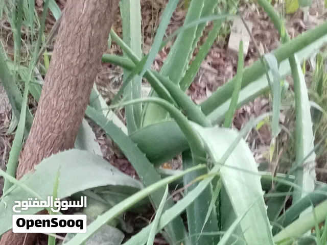 سقل مفيد للبشرة وشعر وله فوايد كثيره