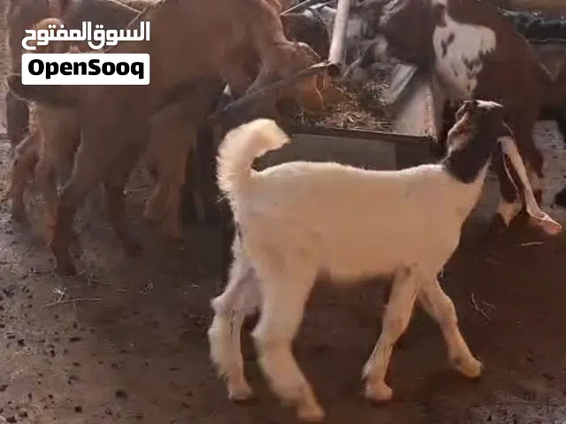 ياقوته ابوظبي