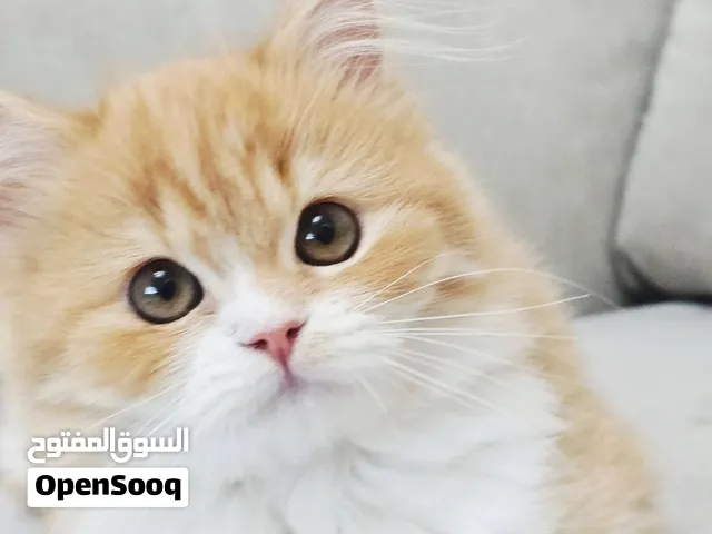 قطة شيرازي