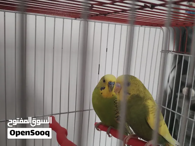 طيور البادجي الاثنين للبيع مع القفص والاكل