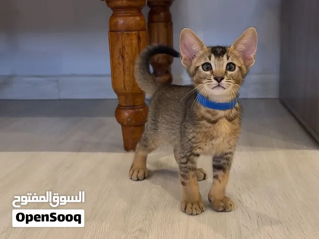 كتن ذكر حبشي × بنقال Male Abyssinian × Bengal Mix Kitten