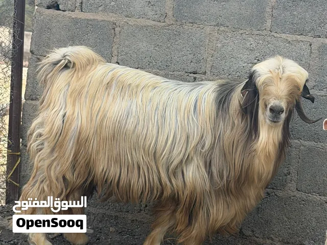 تيس هدود رحبي ولد سنه وشهرين