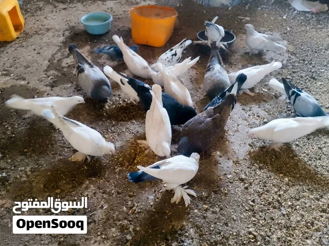 متوفر حمام للبيع