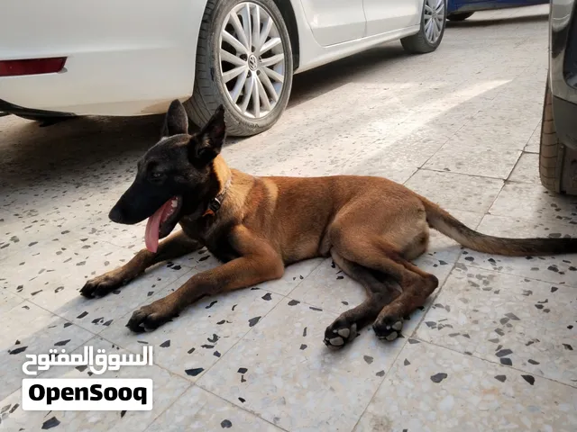 ملبمواه ربي يبارك 1000 حرق بي النار