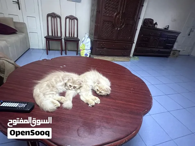 Himalayan cats for sale