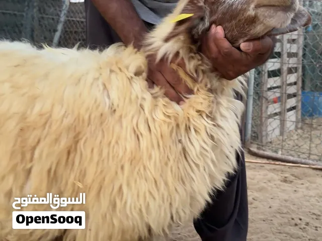 رخل نعيمي سمين