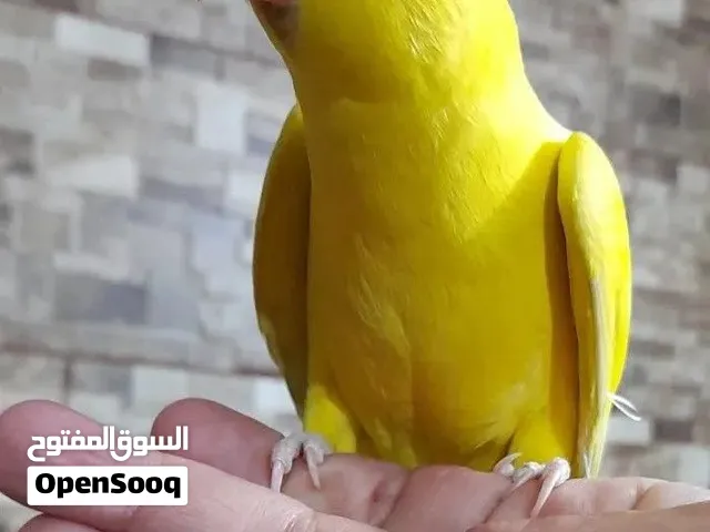 درة أصفر حجل بلدي العمر 6 أشهر