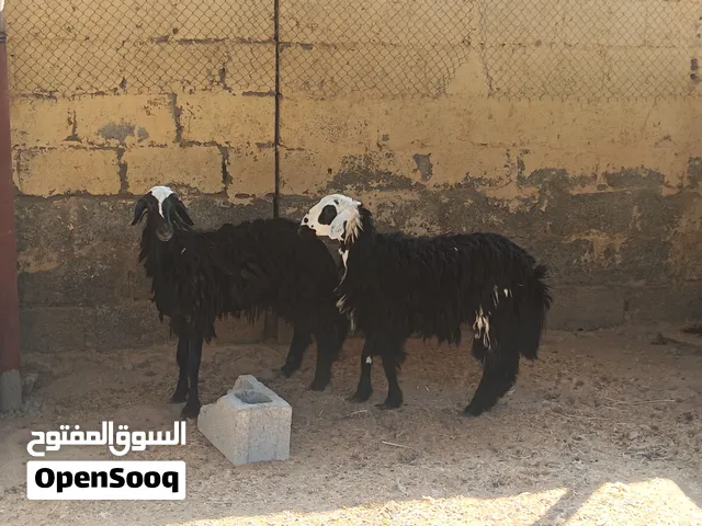 حملات  تهجين نجدي عماني