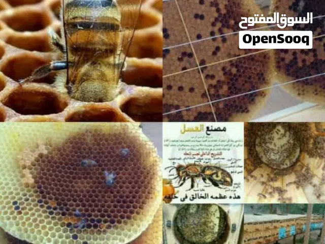 نحل بلدي سلاله نقية صافية عساله بخلايا اعواد وافرنجي ويوجد عسل طبيعي ويوجد خدمةالتوصيل على حسب الطلب
