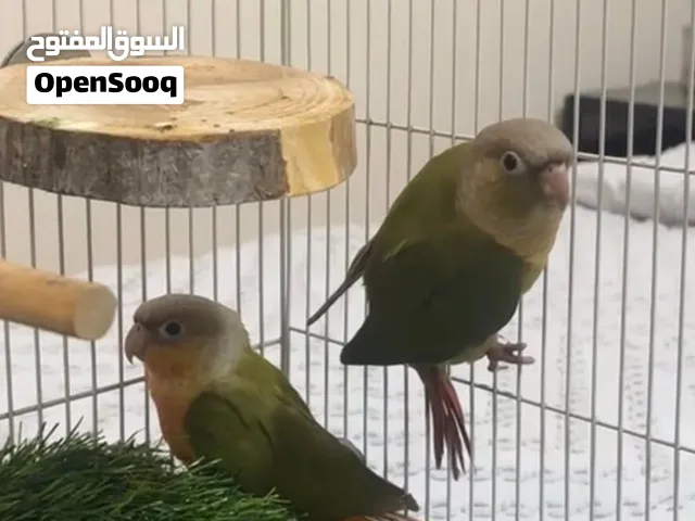 كنيور هجين ماشاءالله تبارك الله طفره مميزه