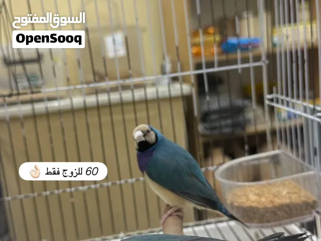 للبيع فروخ كاسكو و ازواج جولدن فنش و صن كنيور و غيره
