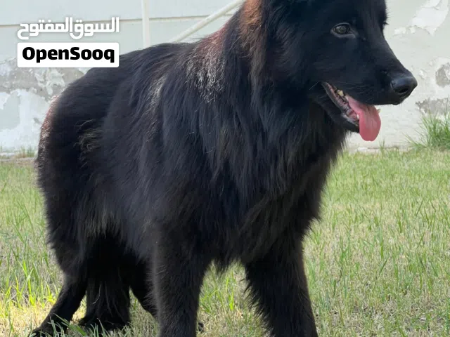 German Shepherd Long Coat (Solid Black)