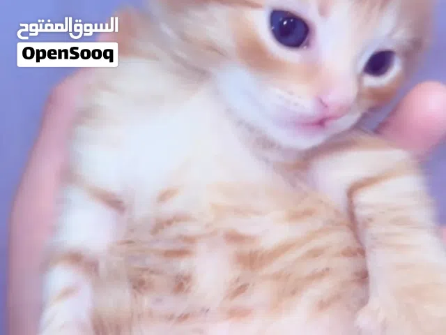 قط برتقالي يبلغ من العمر شهرين للتبني
