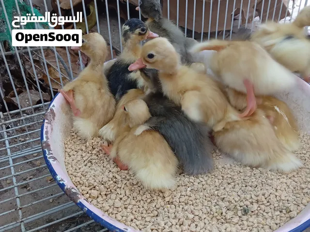 متوفر الآن بط عماني