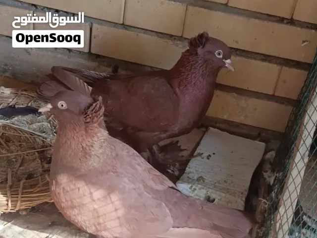 متاح زوج رواعب امبيضات شرط الصحه والتبزير