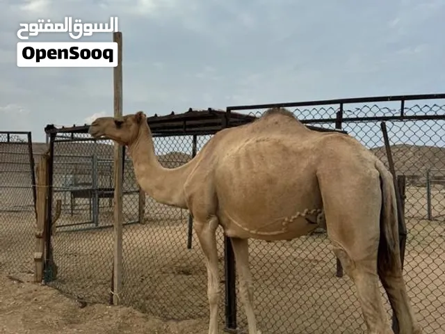 حايل للبيع