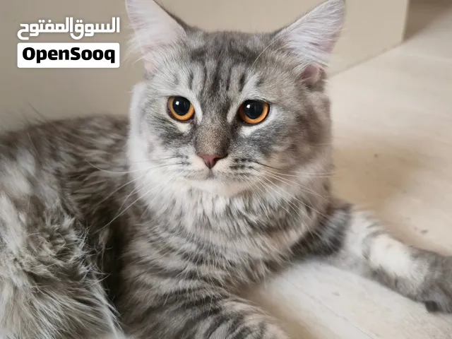 قط هيمالايا×شيرازي للتزاوج