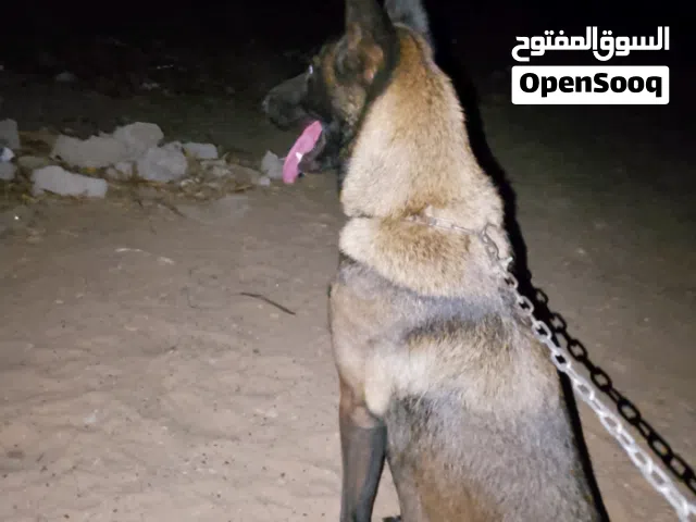 كلبة مينوا