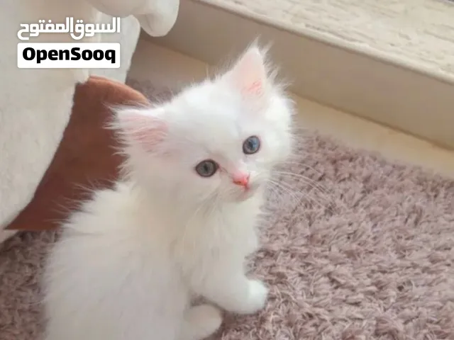 قطة  شيراز عمرها 3 اشهر قط اليف مع كامل ملحقاتها
