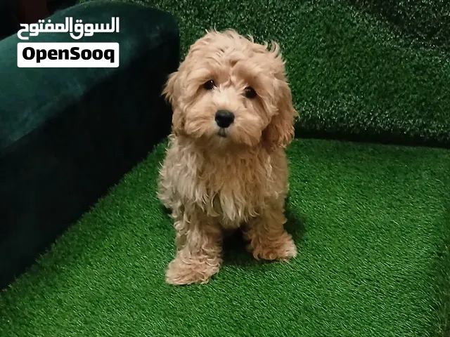 maltipoo puppy
