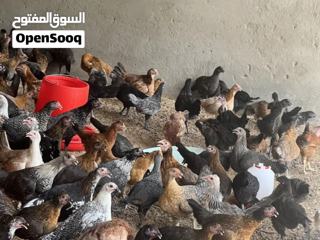 دجاج عربي بسم الله ما شاء الله تبارك الرحمن