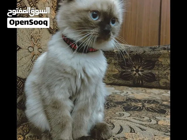 قط هماليا كابتشينو عمر 4 شهور