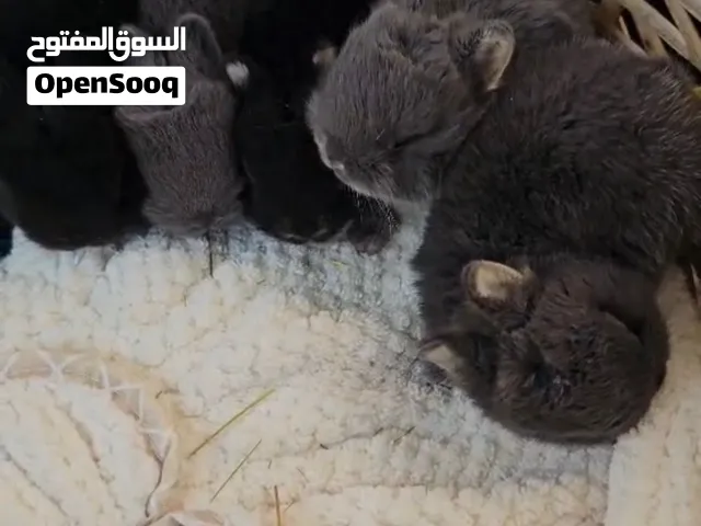 Dwarf rabbits أرانب قزم
