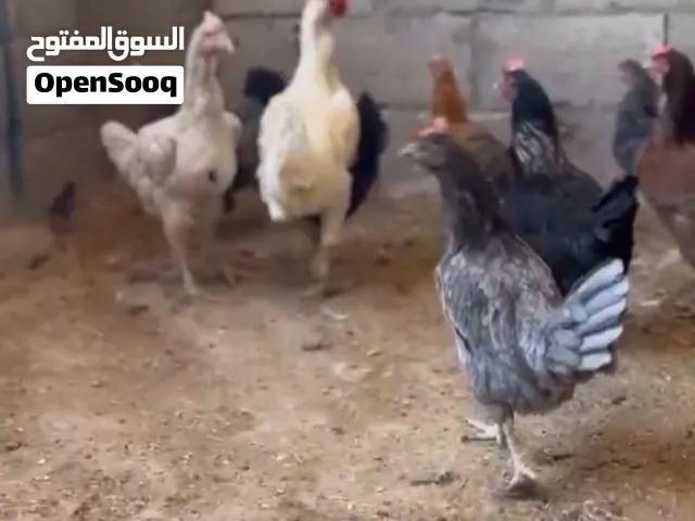 8 جاجات وديك