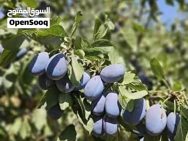 خوخ بلحي أسود