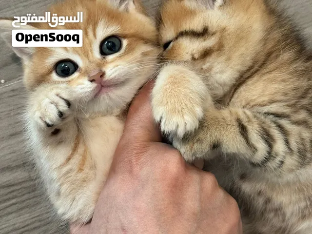 سكوتش فولد