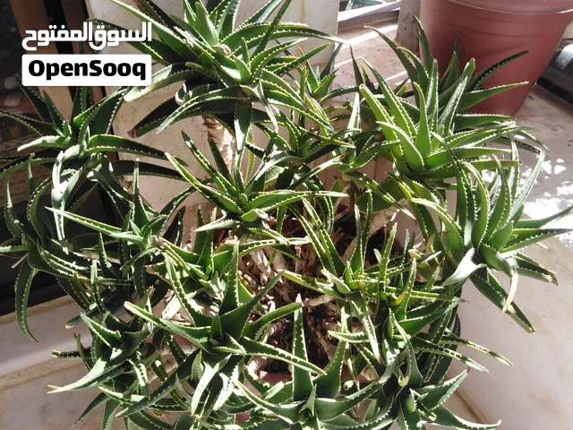 نباتات الؤلفيرا أو الصبار