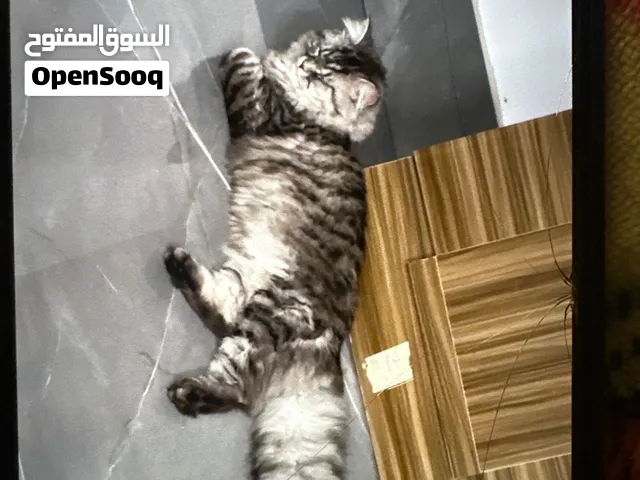 قط ذكر شيرازي