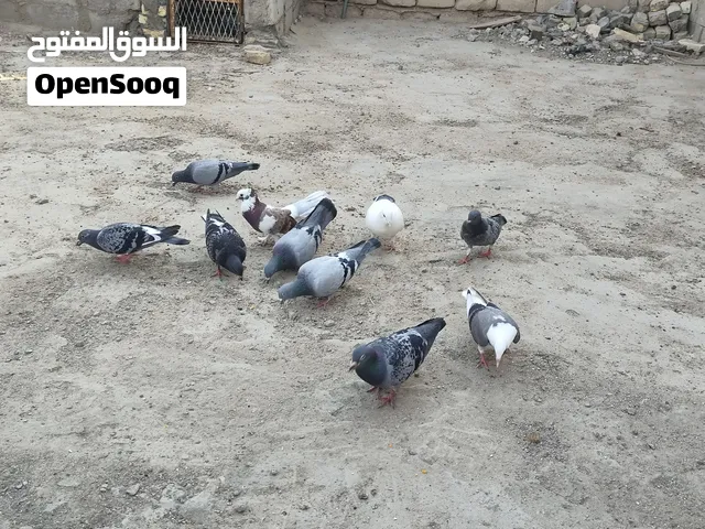 مراوس بلوت