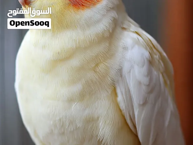 مطلوب طير لاتينو ذكر اليف عمر 3 شهور