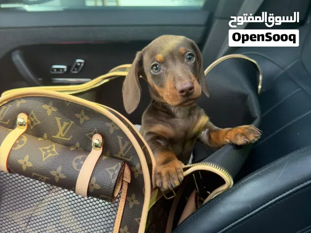 Dapple Dachshund  Dog