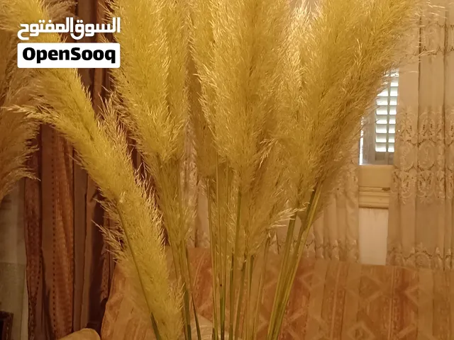 ريشة نبات كورتيدينا سلوانا
