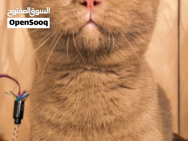 لي بيع ذكر سينمون حامل جين عيون زرقاء اهلب مسجلين في منضمه قطط العالميه لايوجد تبني