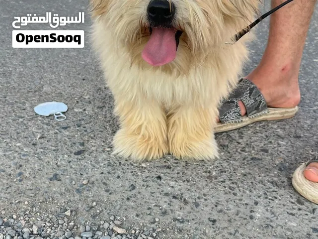 كلب للبيع 70
