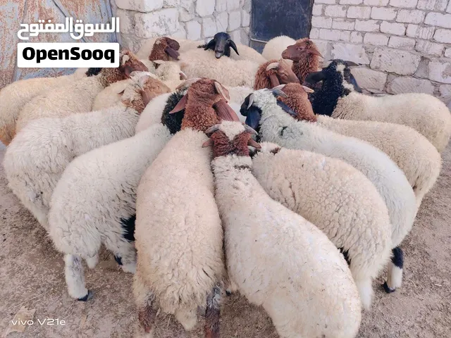 محتاج بنص سعر
