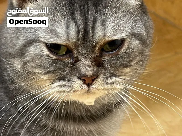 ليو ذكر للبيع