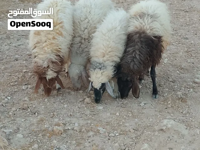 عبر عمر 8 اشهر