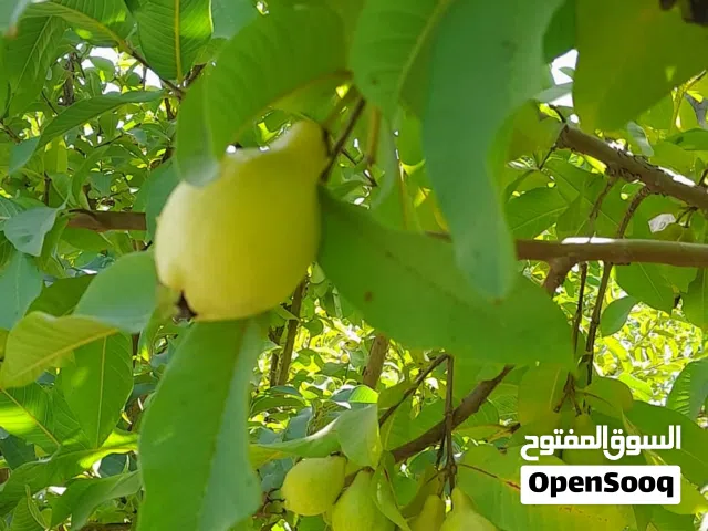 شتل جوافه سوبر لمبات