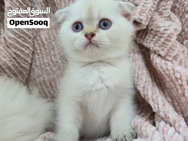 2 months old Scottish fold kittens