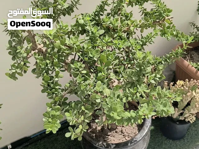 للبيع شتلات نبات دمعة الطفل نبات معمر يتحمل الحرار ولا يحتاج سقي كثير