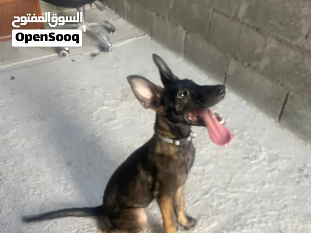 100% pure Belgian malanois female 4months old