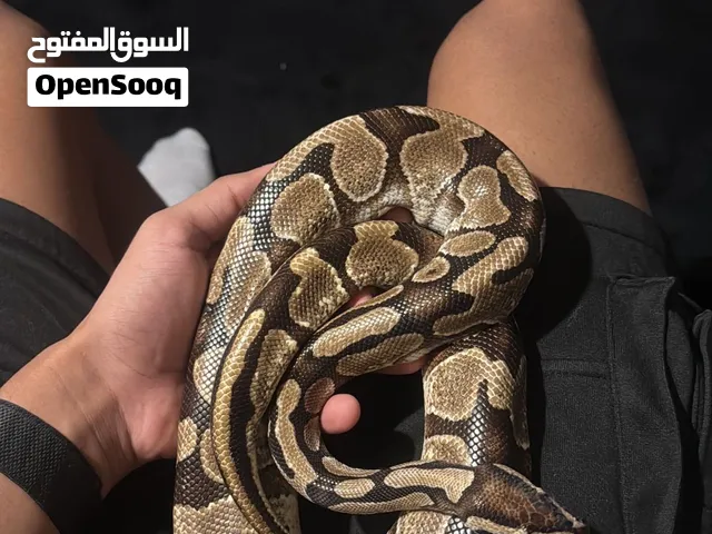 Ball python snake ثعبان بول بايثون