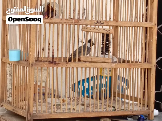 بلبل مخلف صوته حلو وهادئ