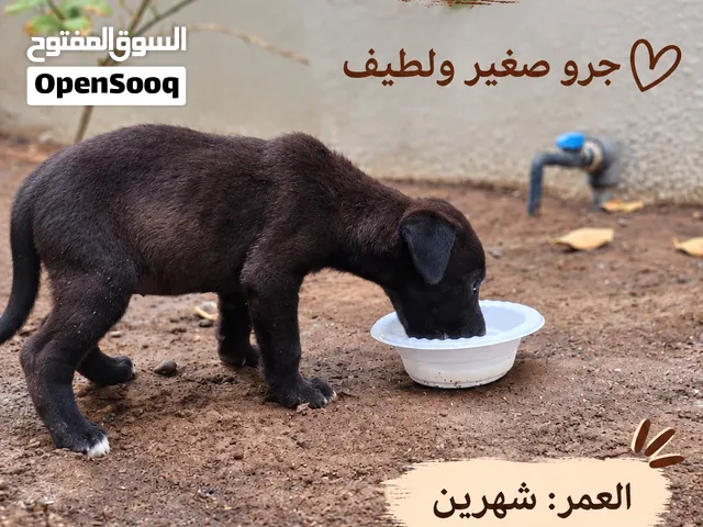 جرو لابرادور ميكس (هجين)