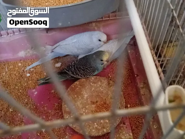 جوز حب مخاليف للبيع